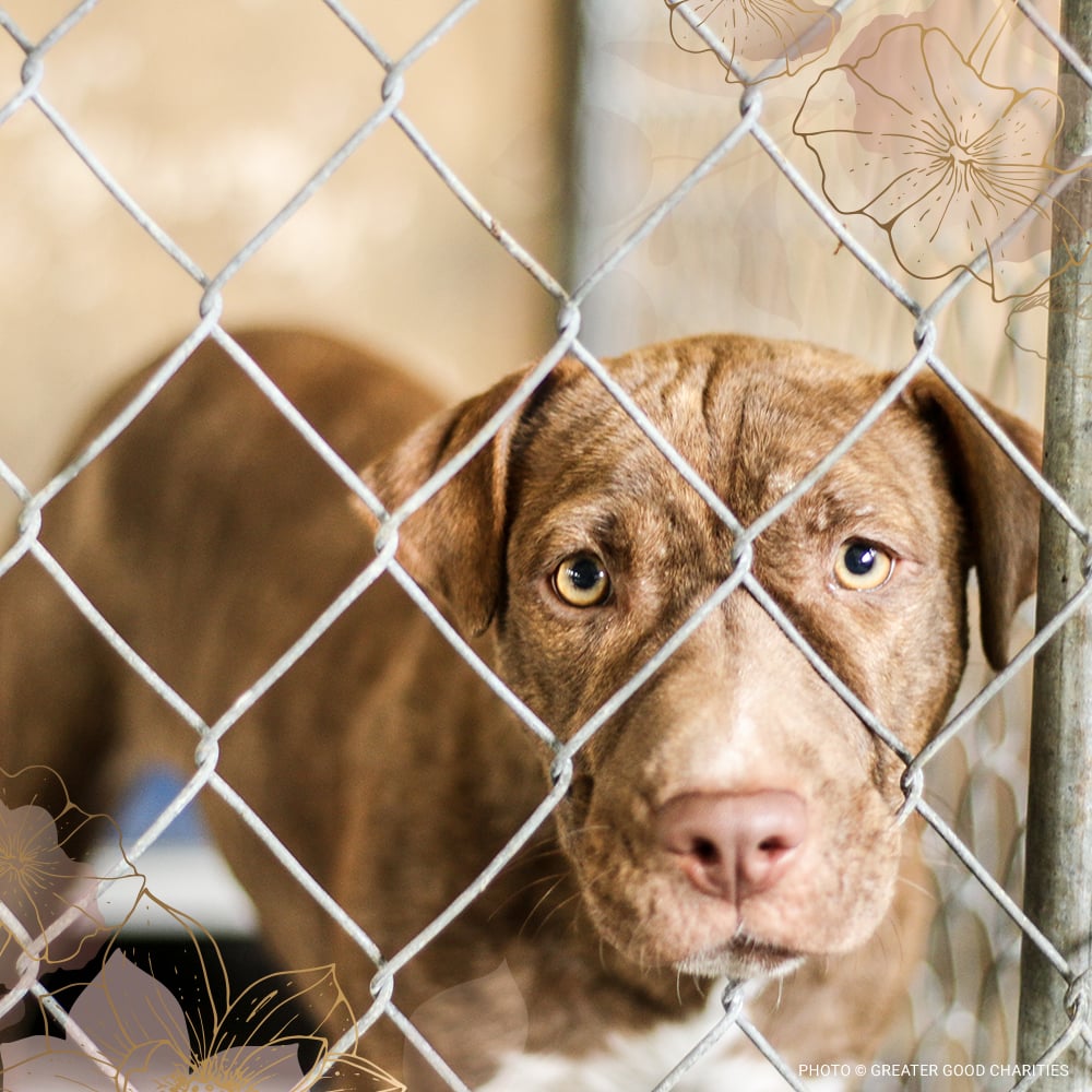 VS-Photograph_20180319_Stock_GGC_SadDogs_001_©GGC copy-02